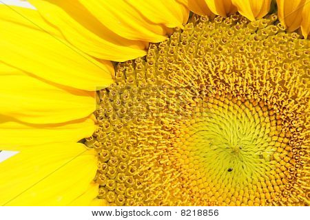 ซันฟลาวเวอร์