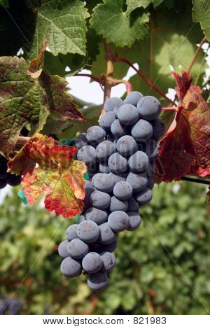 Zralé víno hrozny
