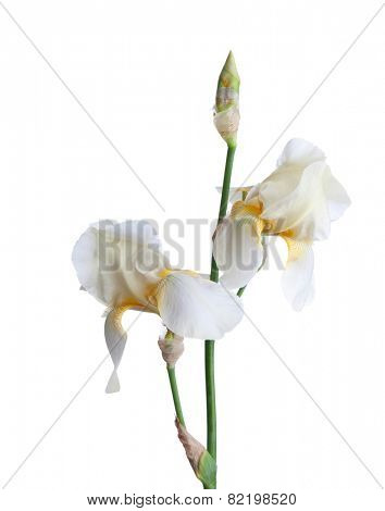 Pale  flowers  isolated on a white background. Iris croatica