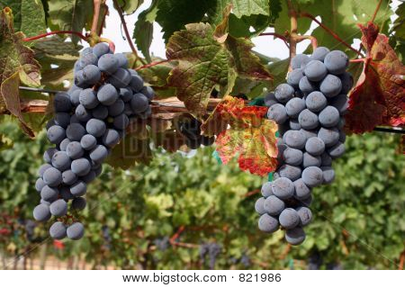 Zralé víno hrozny
