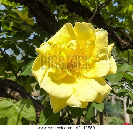 Yellow Rose