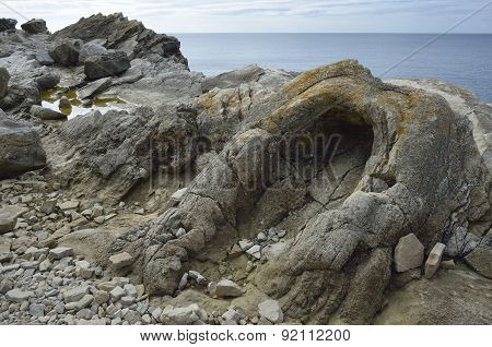 Fossil Forest