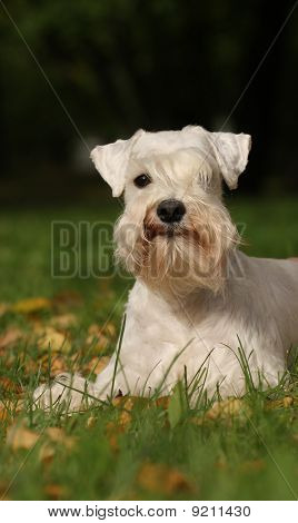 Zwerg Schnauzer Portrate