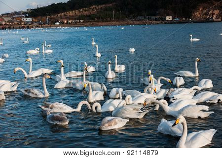Swan White