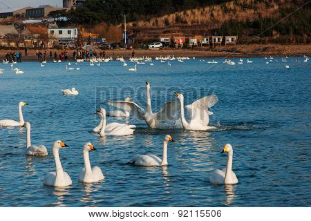 Swan White