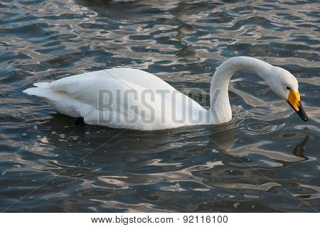 Swan White