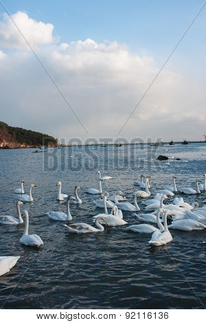 Swan White