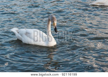 Swan White