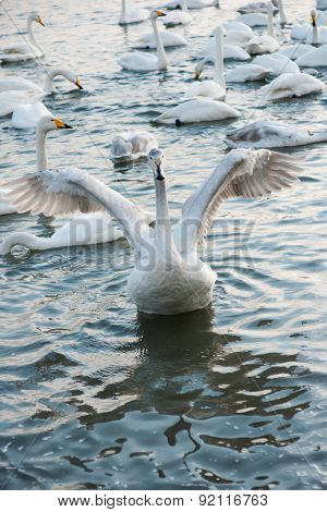 Swan White