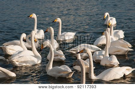 Swan White