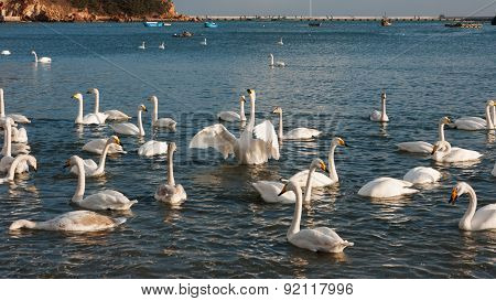 Swan White