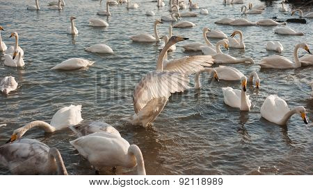 Swan White