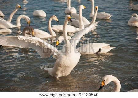 Swan White