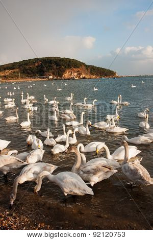 Swan White