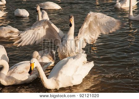 Swan White