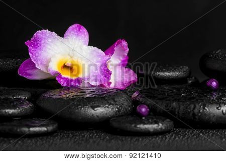 Spa Concept Of Purple Orchid Dendrobium With Dew, Pearl Beads On Black Zen Stones, Closeup