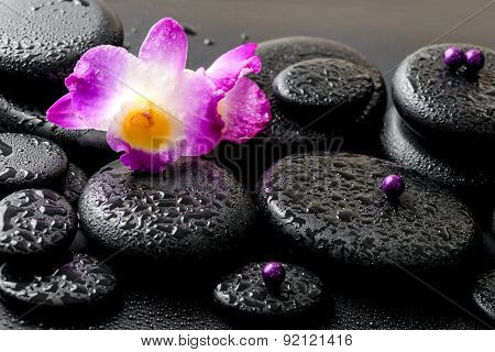 Beautiful Purple Orchid Dendrobium With Drops On Black Background, Closeup