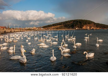 Swan White