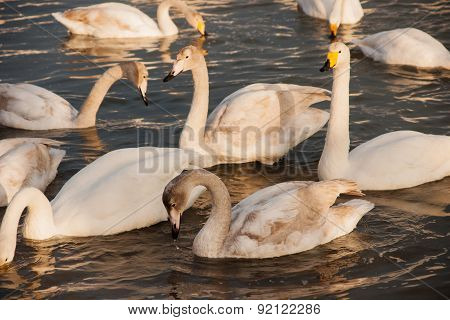 Swan White