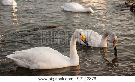 Swan White