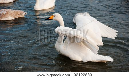 Swan White