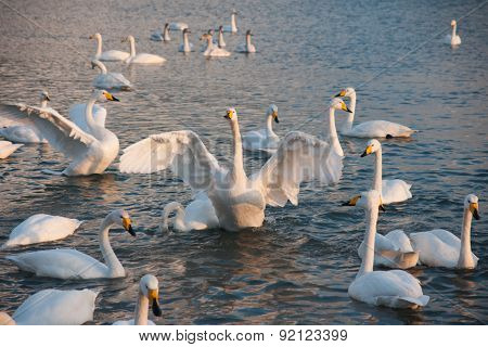 Swan White