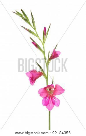 Gladioli