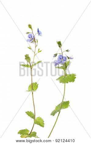 Speedwell