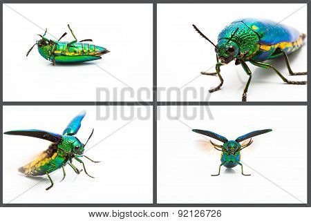 Metallic Wood Boring Beetle Set