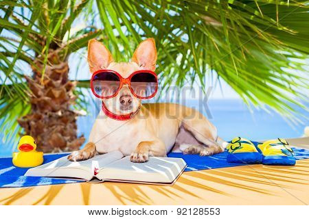 Dog Reading