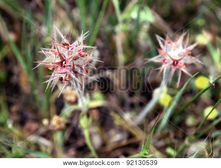 Trifolium Stellatum