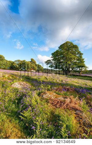 Emsworthy Mire On Dartmoor