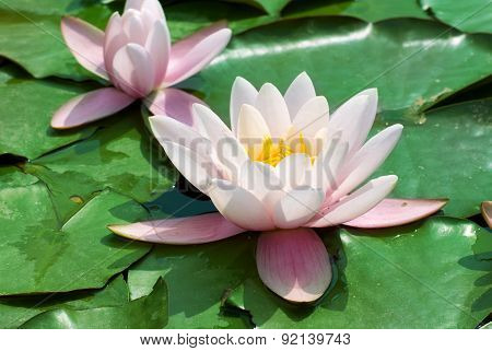 Beautiful Pink Water Lily