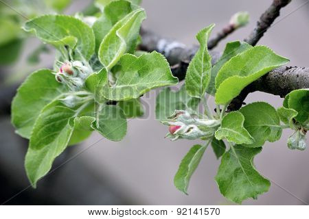 Apples  Bloom