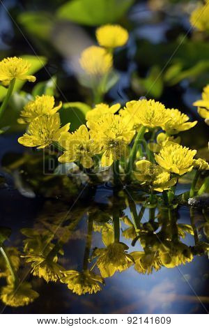 Spring Flowers