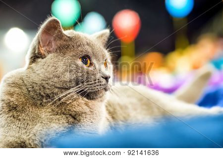 Adorable Britan Gray Cat