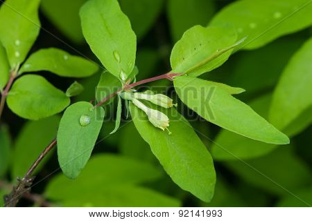 Blue Honeysuckle Blooming