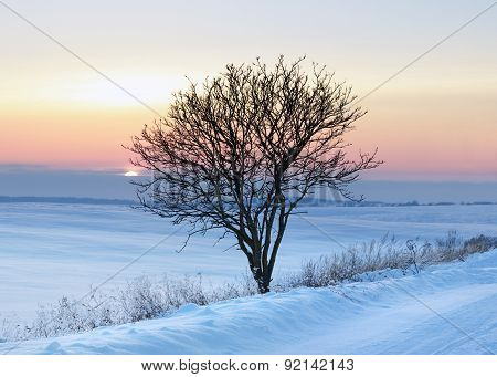 Lonely Tree