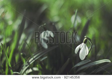 A Photo Of The Flower Lily Of The Valley With An Applied Vintage Filter
