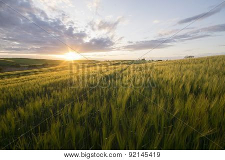 Grain field in the sundown