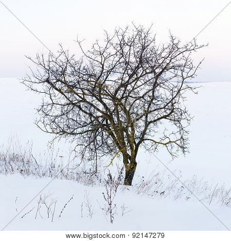 Lonely Tree