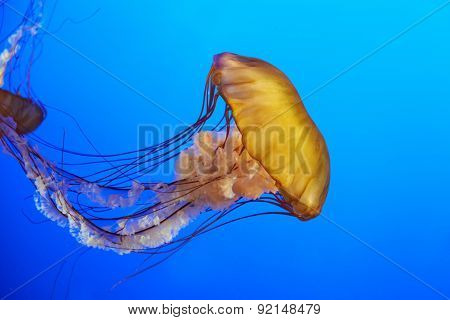 Orange Jellyfish (chrysaora Fuscescens)