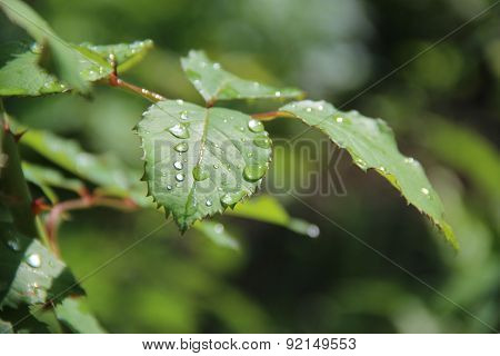 Green Leaves After Rain