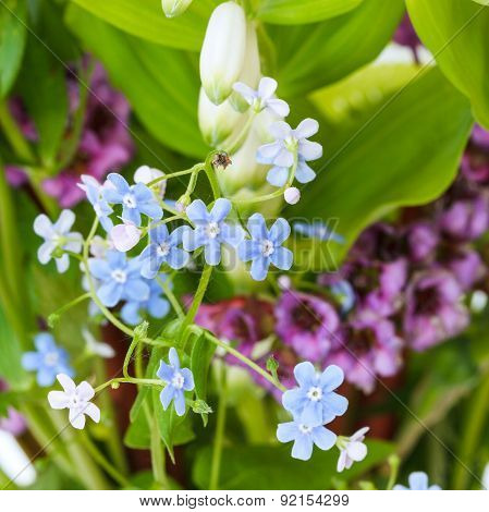 Garden Flowers On Green Summer Flowerbed