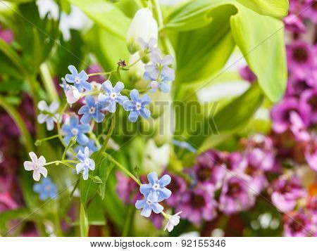 Wild Flowers On Green Summer Meadow