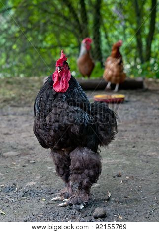 Black Cock