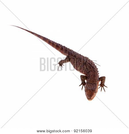 The chinese crocodile lizard on white