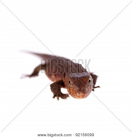 The chinese crocodile lizard on white