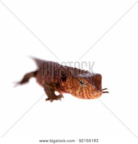 The chinese crocodile lizard on white
