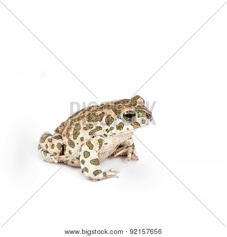 The Egyptian green toad on white